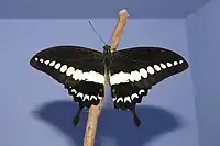 Papilio liomedon mâle