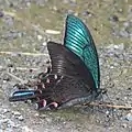Photo couleur montrant, sur un sol humide parsemé de graviers, un papillon de profil, aux ailes noires à l'extérieur et bleues-vertes à l'intérieur.