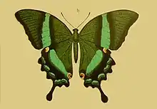 Papilio daedalus illustré par Rogenhofer.