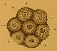 Papilles de la face antérieure du museau vues de dessus.