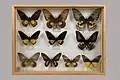 Musée Requien, collection Luault, Papilionidae, Troides, région Asie