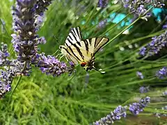 Imago butinant une lavande.