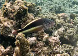 Livrée brun foncé, île de la Réunion