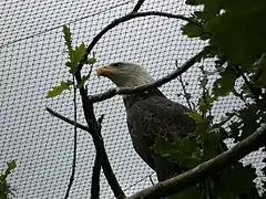 Pygargue à tête blanche.