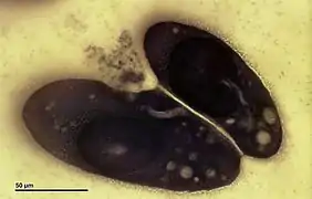 Paramecium caudatum.
