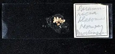 Échantillon de Paramuricea placomus