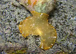 Paraplanocera marginata, un Planoceridae