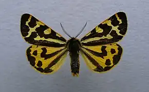 Écaille du plantain(Arctia plantaginis)