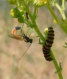 Une mince guêpe sur une tige pointe son ovopositeur en direction d'une chenille à proximité.
