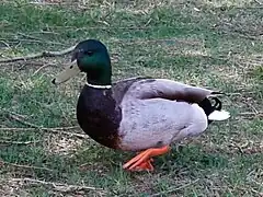 Canard colvert (mâle)