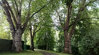Platanes du parc du château de Montières.