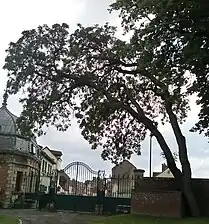 Savonnier du parc du château de Montières.