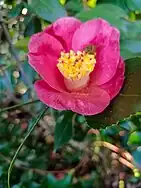 Camélia butiné par une abeille