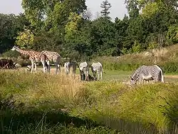 Zèbres, girafes et watusi.