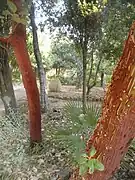 Deux tronc d'arbousiers de Chypre au premier plan avec écorce ocre s'exfoliant. Jarre de jardin dans le fond.