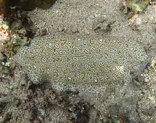 Une sole de Moïse (Pardachirus marmoratus)