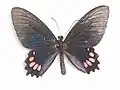 Parides panthonus