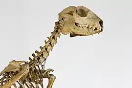 Squelette d'Indri - UPMC.