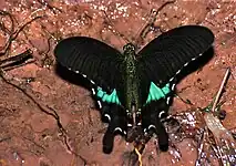 Voilier lustré Papilio paris (Papilionidae)