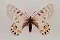 Parnassius charltonius ♀