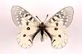 Parnassius clodius