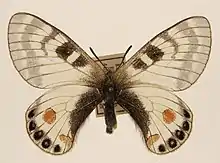 Parnassius stoliczkanus nicevilli