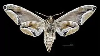 Face ventrale de la femelle  (coll.MHNT)