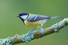 mésange charbonnière