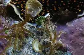 Parvocaulis parvulus