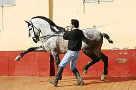 Cheval tendant ses jambes avec un homme qui lui donne des instructions, vus de profil.