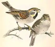 Moineaux de la mer Morte (Passer moabiticus), spécimen mâle à gauche, femelle à droite.