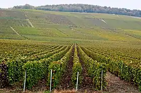 Image illustrative de l’article Vignoble de Champagne