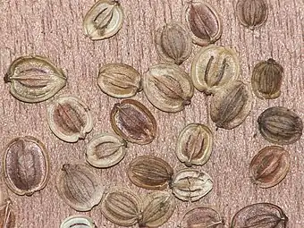 Fruits de Panais (Pastinaca sativa).