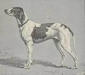 Braque Dupuy peint par Paul Mahler (1896).