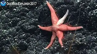 Paulasterias sp., une Paulasteriidae