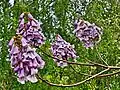 Paulownia kawakamii&nbsp;(en).
