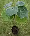 Jeune Paulownia elongata&nbsp;(en).