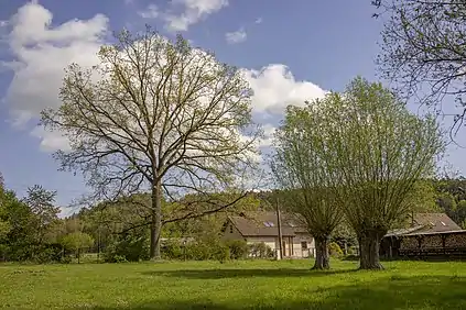 Chêne remarquable à Mlýnice.