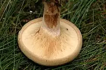 Paxillus involutus