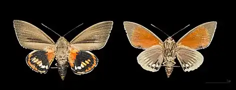 Forme naturalisée Muséum de Toulouse ♂