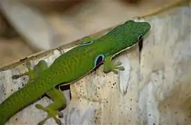 Phelsuma quadriocellata