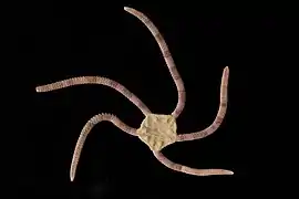 Ophiopsammus assimilis.