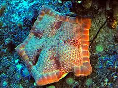 Jeune spécimen en aquarium.