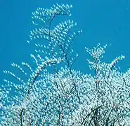 Pennaria disticha, un Pennariidae