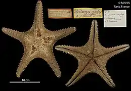 Pentaceraster regulus séchée (MNHN)