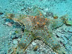 Possible P. regulus d'après l'Australian Museum malgré la tuberculation marginale.