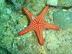 Face orale d'un spécimen rouge