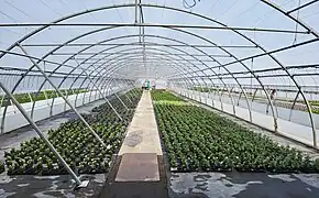 Production de fleurs dans les serres à Wissous (Essonne)