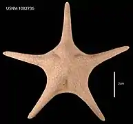 Pergamaster triseriatus