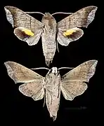 Perigonia lefebvraei